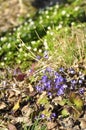 Hepatica is a protected spring flower with big green leafs. It blooms in early spring in groups. Hepatica is a wildflower and is Royalty Free Stock Photo