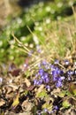 Hepatica is a protected spring flower with big green leafs. It blooms in early spring in groups. Hepatica is a wildflower and is Royalty Free Stock Photo