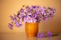 Hepatica purple flowers with fallen petals in a small glass vase isolated on orange color Royalty Free Stock Photo