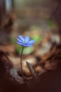 Hepatica transsilvanica flower blooming in the forest in spring season