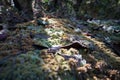 Hepatics or liverworts, a non vascular land plant