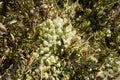 Hepatics or liverworts, a non vascular land plant Royalty Free Stock Photo