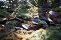 Hepatics or liverworts, a non vascular land plant