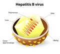 Hepatitis B virus structure