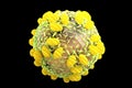 Hepatitis C HCV virus 3D illustration Royalty Free Stock Photo