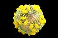 Hepatitis C HCV virus 3D illustration