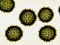 Hepatitis C viruses HCV