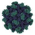 Hepatitis E virus capsid structure. HEV infection causes viral hepatitis. Atomic-level structure.