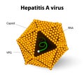 Hepatitis A virus structure
