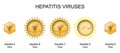 Hepatitis viruses. Structure and anatomy of virio