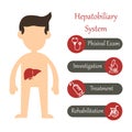 Hepatobiliary system on white background. Vector illustration