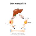 Hepcidin and ferroportin