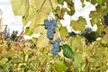 Grapes Izabella or Capsunica -Novaci Romania 97 Royalty Free Stock Photo