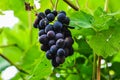 Izabella `Strawberry` grapes 1 - Novaci-Romania