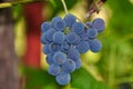 Izabella `Strawberry` grapes 2 - Novaci-Romania