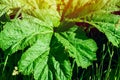 Heracleum, cow parsnip,parsnip. Green large leaves of a fast growing weed. Royalty Free Stock Photo