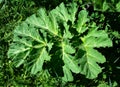 Heracleum, cow parsnip,parsnip. Green large leaves of a fast growing weed Royalty Free Stock Photo