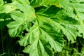 Heracleum, cow parsnip,parsnip. Green large leaves of a fast growing weed. Royalty Free Stock Photo