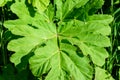 Heracleum, cow parsnip,parsnip. Green large leaves of a fast growing weed. Royalty Free Stock Photo
