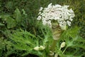 Heracleum mantegazzianum