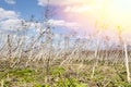 Heracleum plant Royalty Free Stock Photo