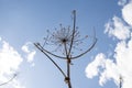 Heracleum plant Royalty Free Stock Photo