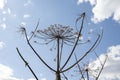 Heracleum plant Royalty Free Stock Photo