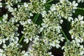 Heracleum siamicum Craib White flowers are blooming in nature. Royalty Free Stock Photo