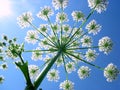 Heracleum sibirikum