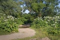 Heracleum Sosnowskyi is a flowering plant.