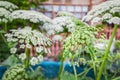 Heracleum sosnowskyi or Sosnowsky hogweed plant blooming in the garden. It is a very dangerous highly invasive pest that can Royalty Free Stock Photo