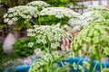 Heracleum sosnowskyi or Sosnowsky hogweed plant blooming in the garden. It is a very dangerous highly invasive pest that can Royalty Free Stock Photo