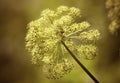 Heracleum sosnowskyi