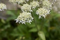 Heracleum sphondylium close up flower Royalty Free Stock Photo