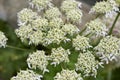 Heracleum sphondylium close up flower Royalty Free Stock Photo