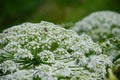 Heracleum sphondylium common hogweed with bee, 90-150 cm high Royalty Free Stock Photo