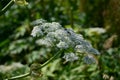 Heracleum sphondylium Common hogweed with 2 bees collecting honey