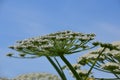 Heracleum sphondylium common hogweed close-up against a blue sky, location Oudkarspel, the Netherlands Royalty Free Stock Photo