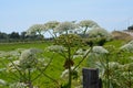 Heracleum sphondylium Common hogweed 90-150 cm high, grows a lot along dikes, in roadsides along roads and in grasslands Royalty Free Stock Photo