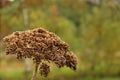 Heracleum sphondylium Royalty Free Stock Photo