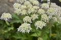 Heracleum sphondylium close up flower Royalty Free Stock Photo