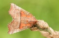 A Herald Moth Scoliopteryx libatrix perched on a grass seed head.