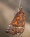 The herald (Scoliopteryx libatrix) hanging from spiders silk