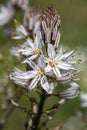 The herald of spring ; Asphodelus aestivus Royalty Free Stock Photo