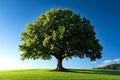 Heraldic oak tree, deep roots, strong branches symbolizes endurance and strength Royalty Free Stock Photo