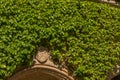 An heraldic shield in the green.