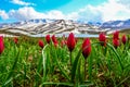 Heralding the spring beauties and snowy mountains Royalty Free Stock Photo