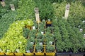 Herb bedding plants Royalty Free Stock Photo