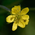 Herb bennet -Flower - geum urbanum during spring, ua nice yellow flower belonging to the rosaceae cathegory
