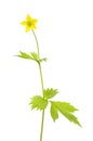 Herb bennet wildflower